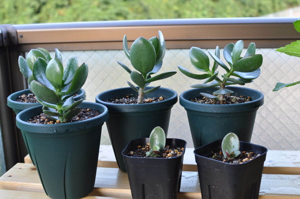 金のなる木の育て方と風水効果