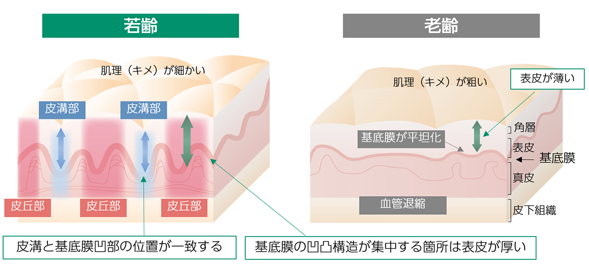 各論1 様々な臨床病態とフレイルの関連 6.聴平衡覚障害とフレイル対策公益財団法人 長寿科学振興財団