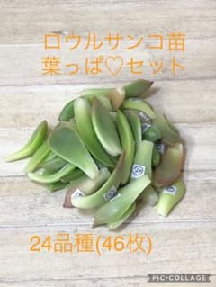 F00015_Aloe peckii x hemmingii ROURUSANCO ：アロエ・ハイブリッド ロウルサンコレアプランツ通販サイトPlantsManiax プランツ・マニアックス