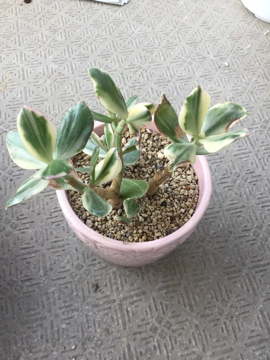 金のなる木を剪定しよう！挿し木の時期と増やし方は