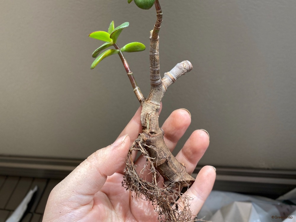 金のなる木の育て方 冬の置き場所や植え替え時期は？幹を太くする方法は