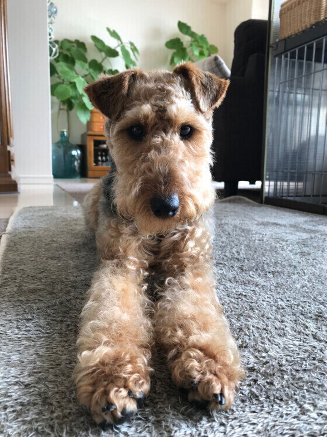 ウェルシュテリアの子犬 2022年7月生まれペットショップ子犬専門ドッグサーチ