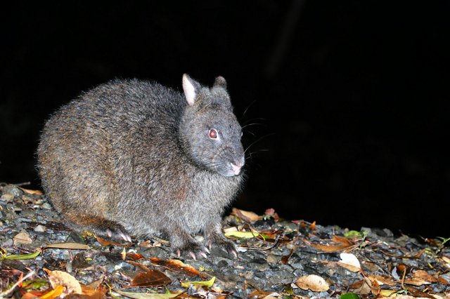 愛くるしさ無限大 ナキウサギに岩場で遭遇十勝毎日新聞電子版－Tokachi Mainichi News Web