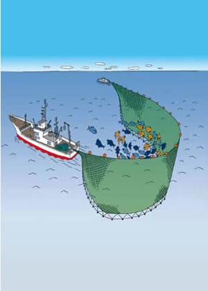 大中型まき網漁漁師.jp：全国漁業就業者確保育成センタ