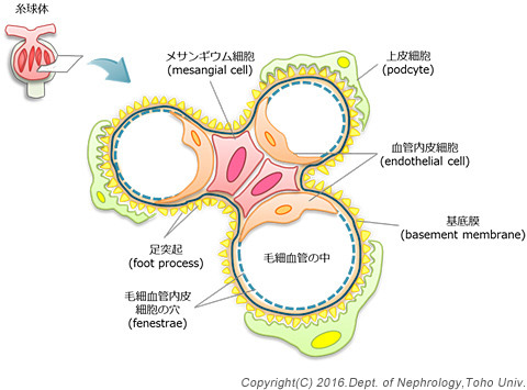 弱い肌」の原因を知り、健康なお肌を作る皮膚についてどんなスキンケアも合わない超敏感肌もご相談ください
