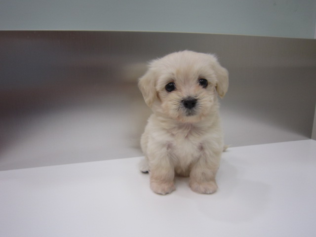 MIX 父：マルチーズ×母：ミニチュアダックスフンド« ペットショップ ふしみ