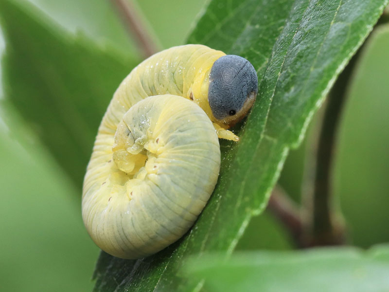 蜂がブンブン飛び交う“日本一危険な祭り”に参加して最高にウマい「蜂の子料理」を味わってきた – ページ 2 – 食楽web