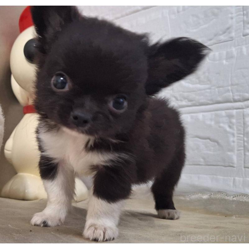 河野奈緒美ブリーダーのブログ商談中とか売約済みとか成約済みとか 25.8.20 みんなのブリーダ