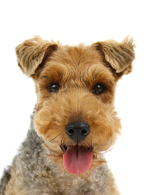 ウェルシュ・テリアの性格・特徴・飼い方ペットショップやブリーダーでの値段相場や里親募集も紹介mofmo