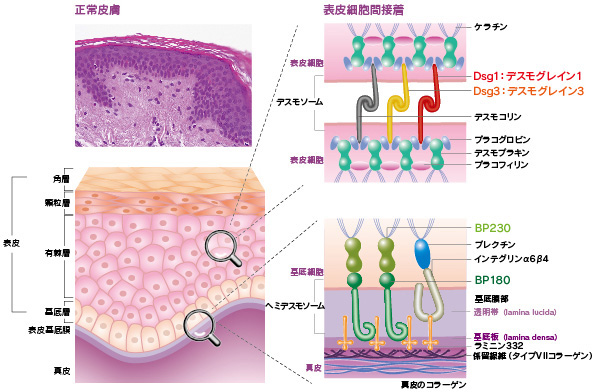 資生堂、あらゆるお客さまが”肌の若返り”に近づく、新規有用成分を開発 －基底膜の分解を抑制し、明らかな肌質改善効果を確認－株式会社資生堂のプレスリリース