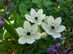 オーソニガラム