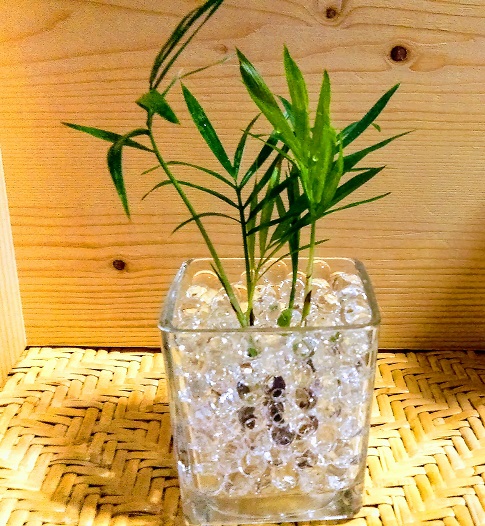 吸水ポリマーはどこで買える？ダイソーで買える？売ってるのはココ