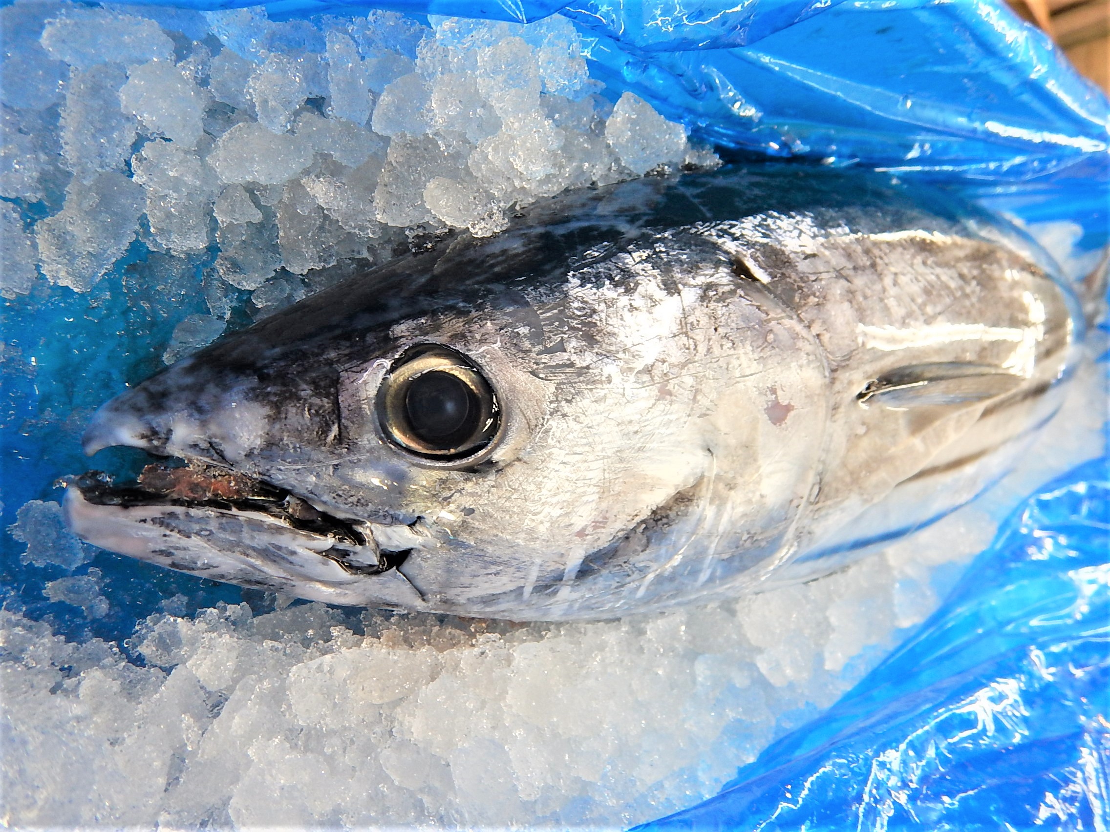 想像を超える！マグロの漁獲方法と延縄 – 不二機材株式会社 FUJI-KIZAI