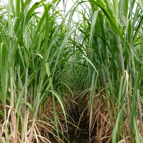 宮古島の農業宮古島キッズ ネット