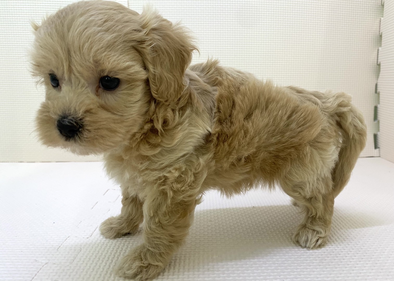 5ーD2ー7 ミックス マルチーズ×ダックス♂ - ペットサロンダイナ 生体入荷情報