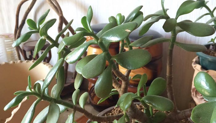 お金のなる木の栽培 - 木寺調剤サービス・木寺メディカルサービス合同会社