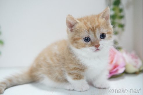 アート作品の売約済、商談中、販売中の見分け方 赤、青シールの意味や他販売方法も解説 アート数奇