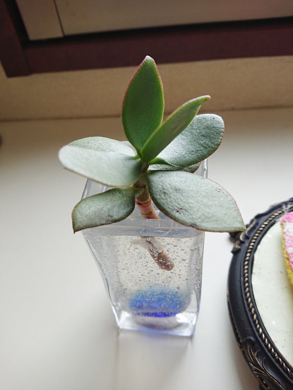 金のなる木がふにゃふにゃになる原因 復活する方法を解説