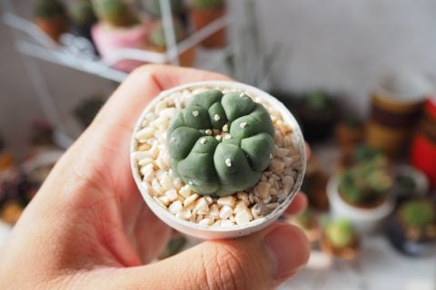 観葉植物に最適な土の配合比率 観葉植物の基礎知識APEGO