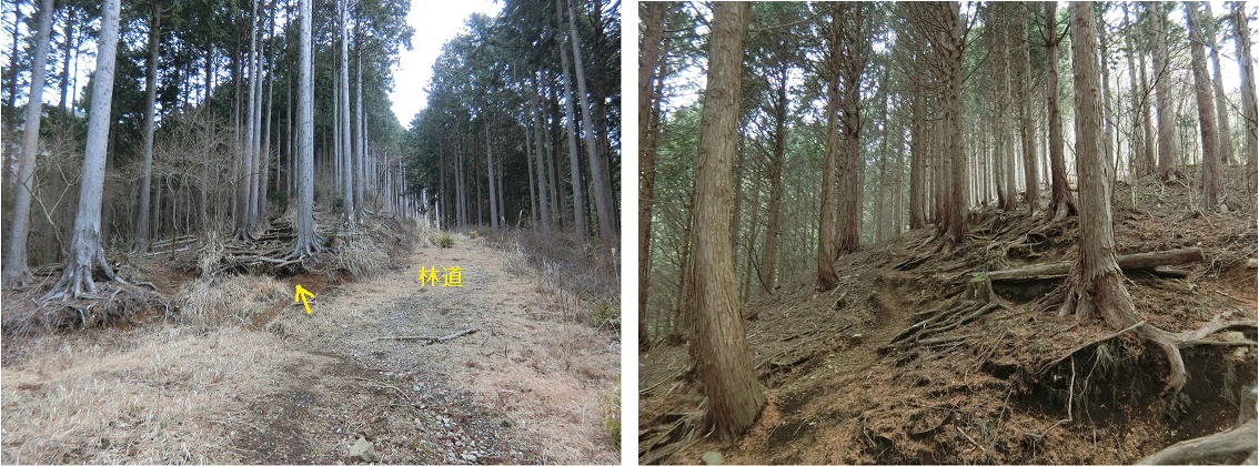 葛葉の泉はだの旬だより-秦野市観光協会