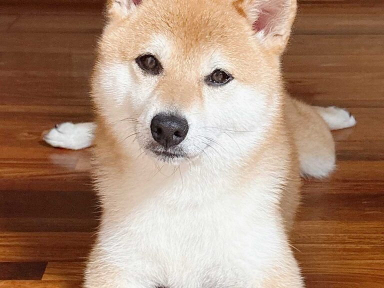 闇雲にやっても効果は薄い 最強の大胸筋を作る腕立てふせ極意解説