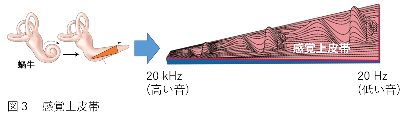 1 第一回 耳と聴覚の解剖と生理の基礎 耳と聴覚の本質に迫るためには、まず、耳の基本的 な解