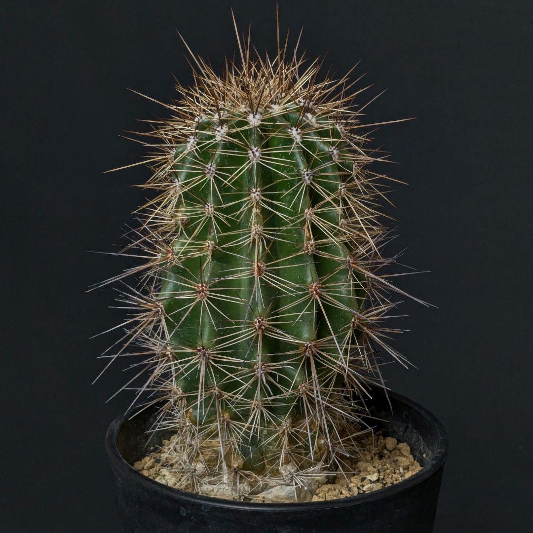 柱サボテン弁慶柱もWEB SHOPで半額！DESERT INC