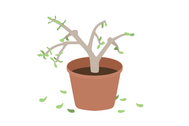 金のなる木について教えてください。去年１枚の挿し葉から一年でここまで大きくなり- Yahoo!知恵袋