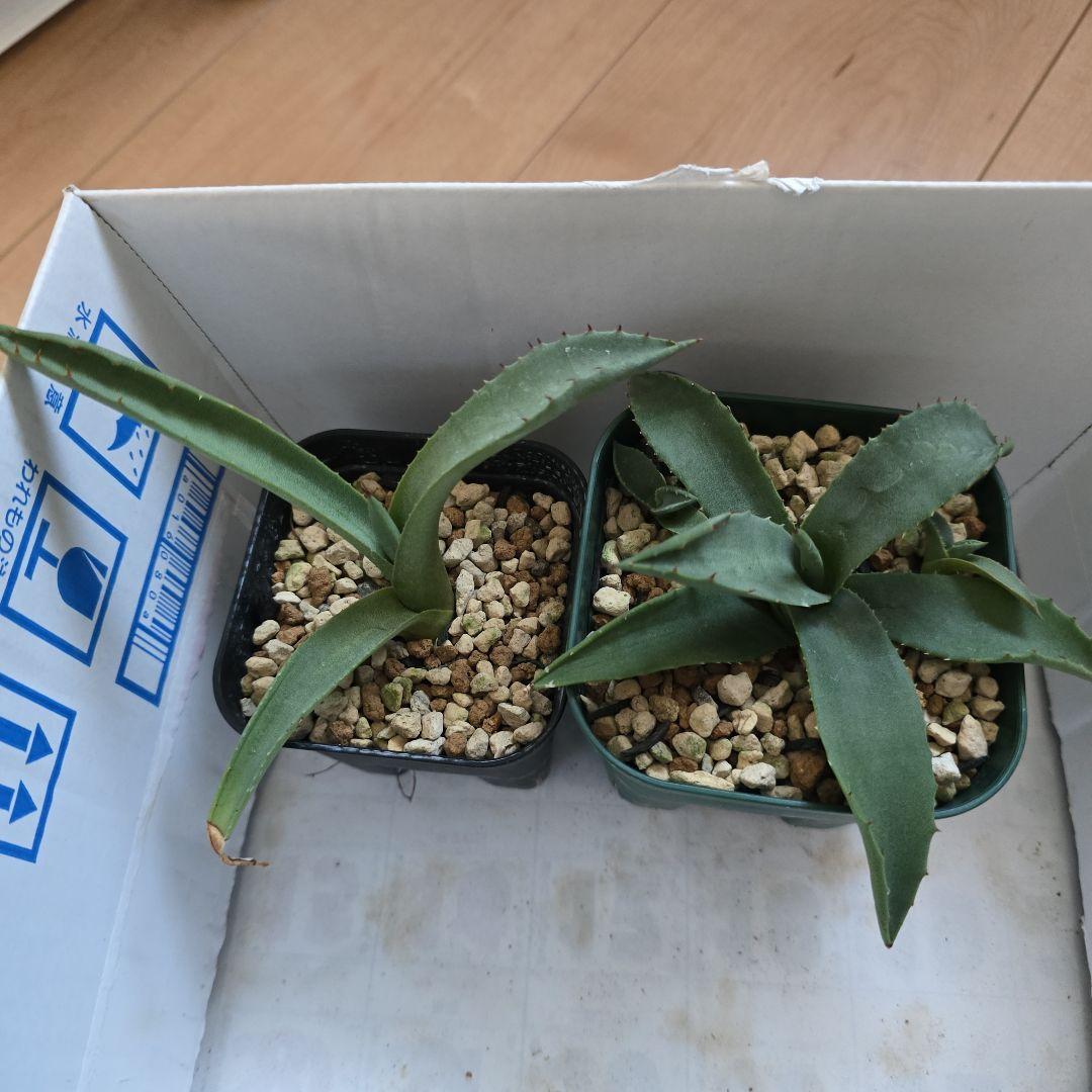 F00015_Aloe peckii x hemmingii ROURUSANCO ：アロエ・ハイブリッド ロウルサンコレアプランツ通販サイトPlantsManiax プランツ・マニアックス