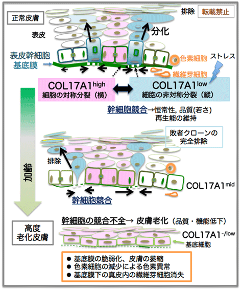 皮膚の若さの維持と老化のメカニズムを解明―健康長寿の実現に向けた新しい老化制御戦略に期待―国立研究開発法人日本医療研究開発機構