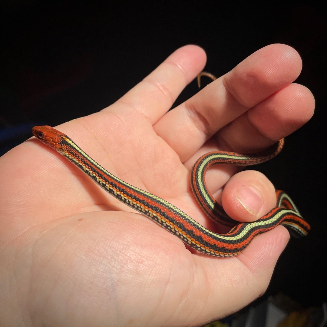 トロピカル・ジェム on X: 