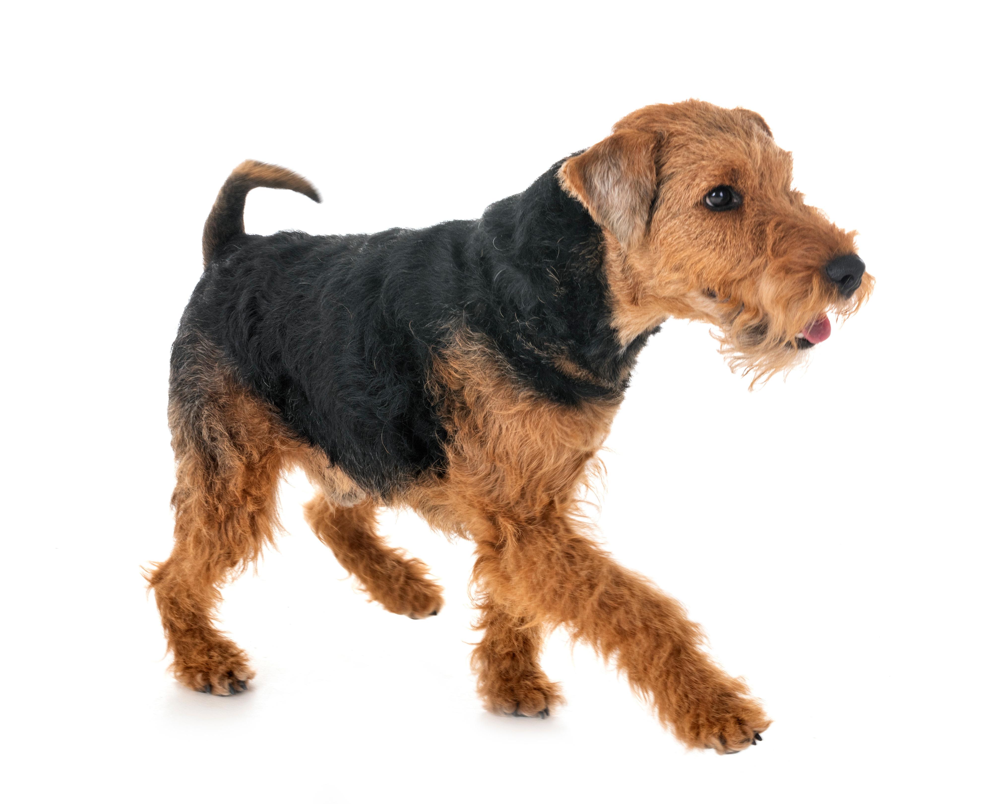 ウェルシュ・テリア犬のことなら