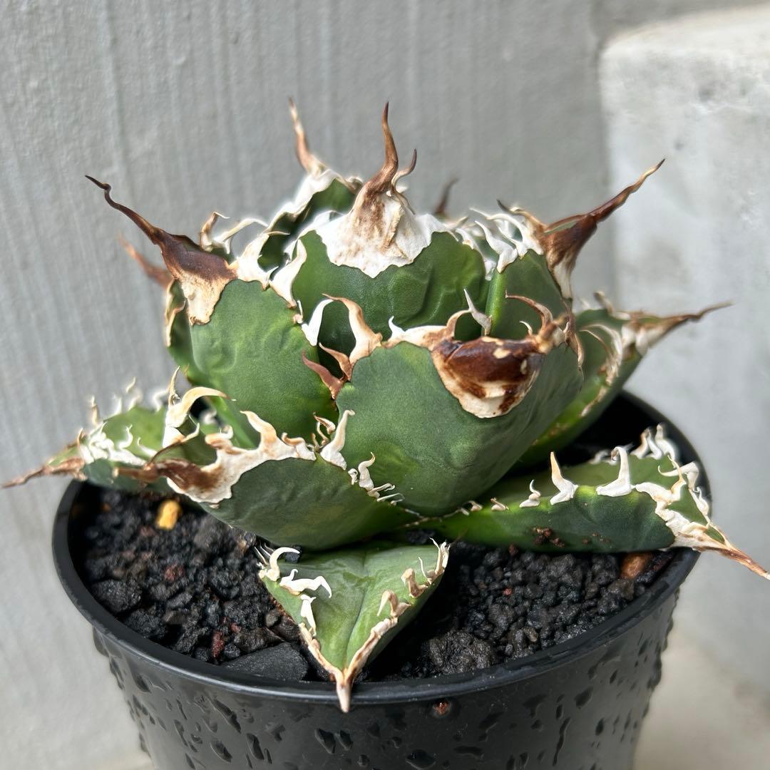 Amazon鉢ごと発送アガベ チタノタ ロックロウルサンコ産 観葉植物 オンライン通販