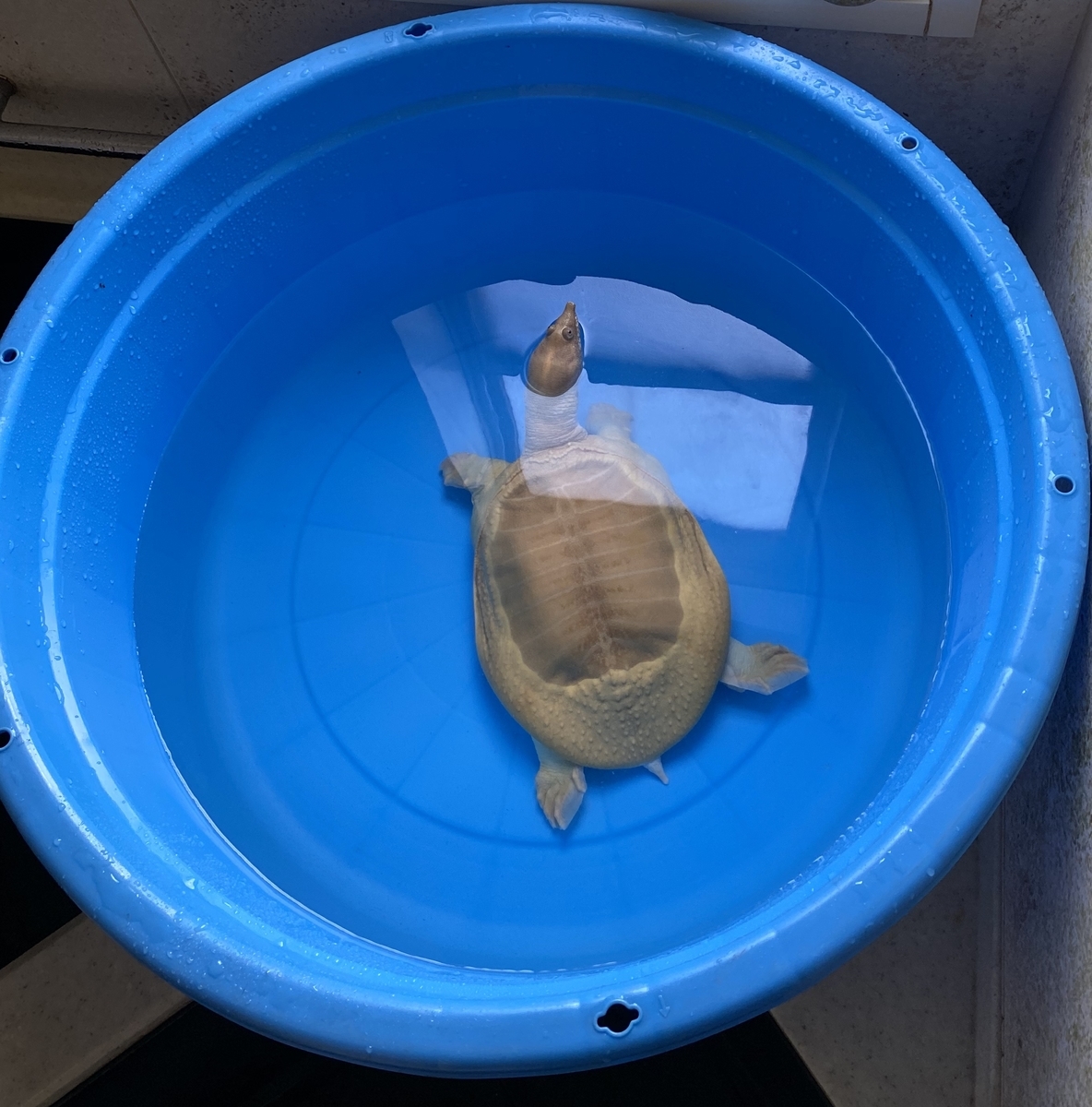 90s 未使用・新品 会津漆器 椀5客