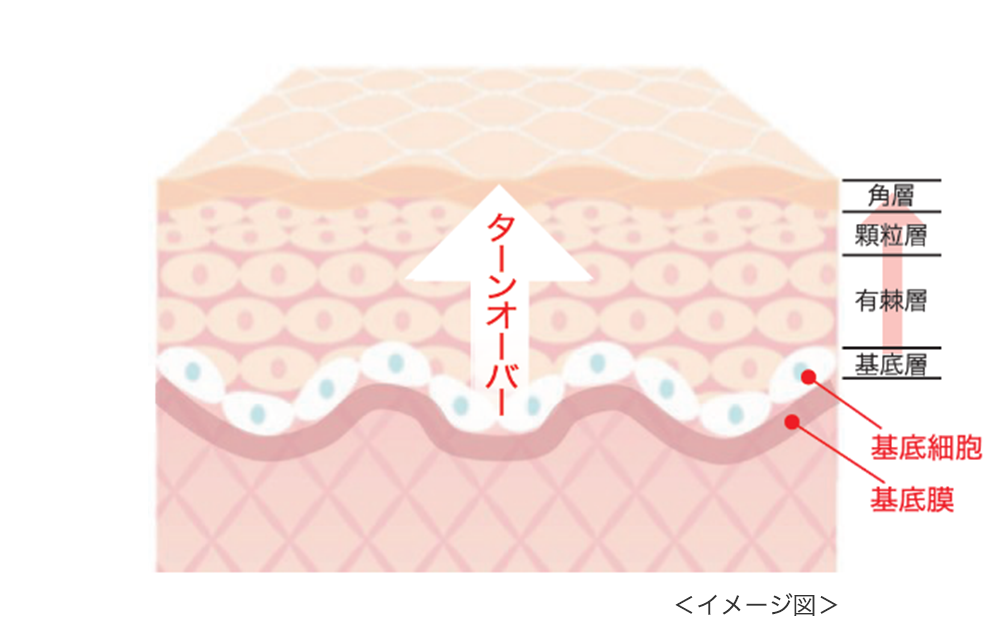 高校生物 「高低の認識：基底膜」映像授業のTry ITトライイット