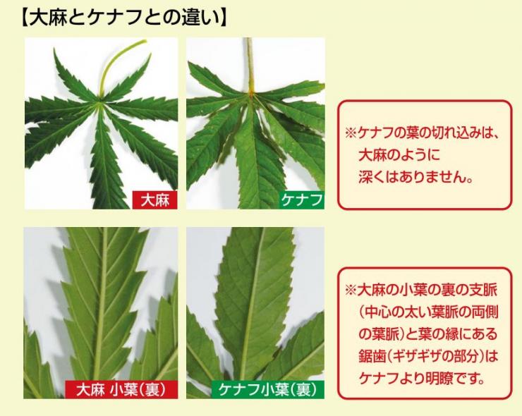 この花の名は？海遊者達