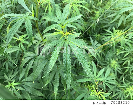 大麻 - 高槻市ホームページ