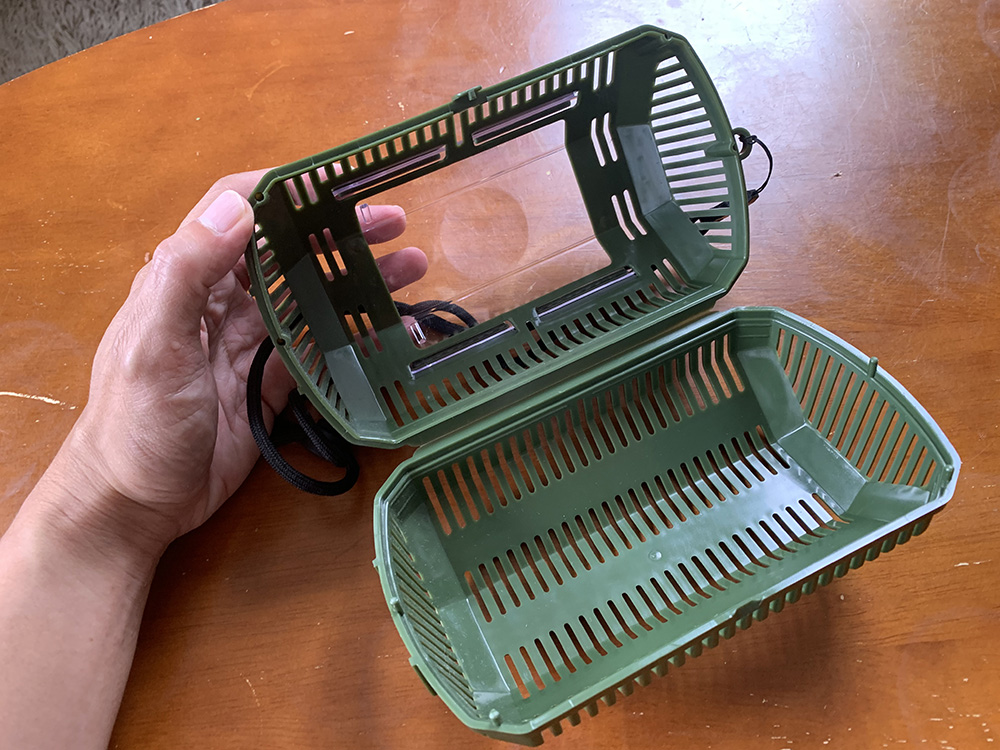 100均の虫かごでビカクシダの小苗を育てる！│植物ブログoniWa