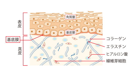肌老化の予防＆改善には、肌再生のスタート地点「基底膜」をケア♪ エステ版水光注射背中ニキビ 専門サロン札幌市 エステ トゥインクル