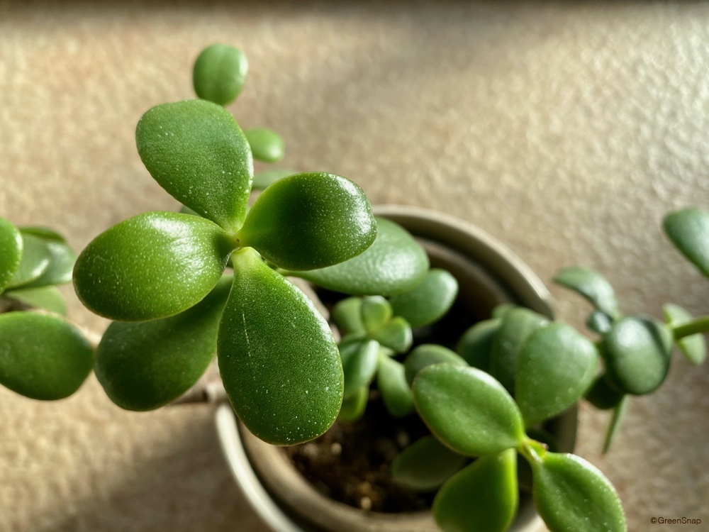 金のなる木 観葉植物 の育て方ポイント初心者でも枯らさないコツは？BIOTONIQUEビオトニーク 観葉植物メディア