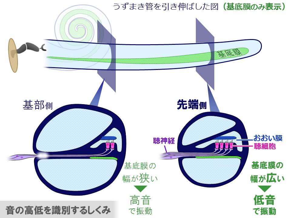 高校生物 「高低の認識：基底膜」映像授業のTry ITトライイット