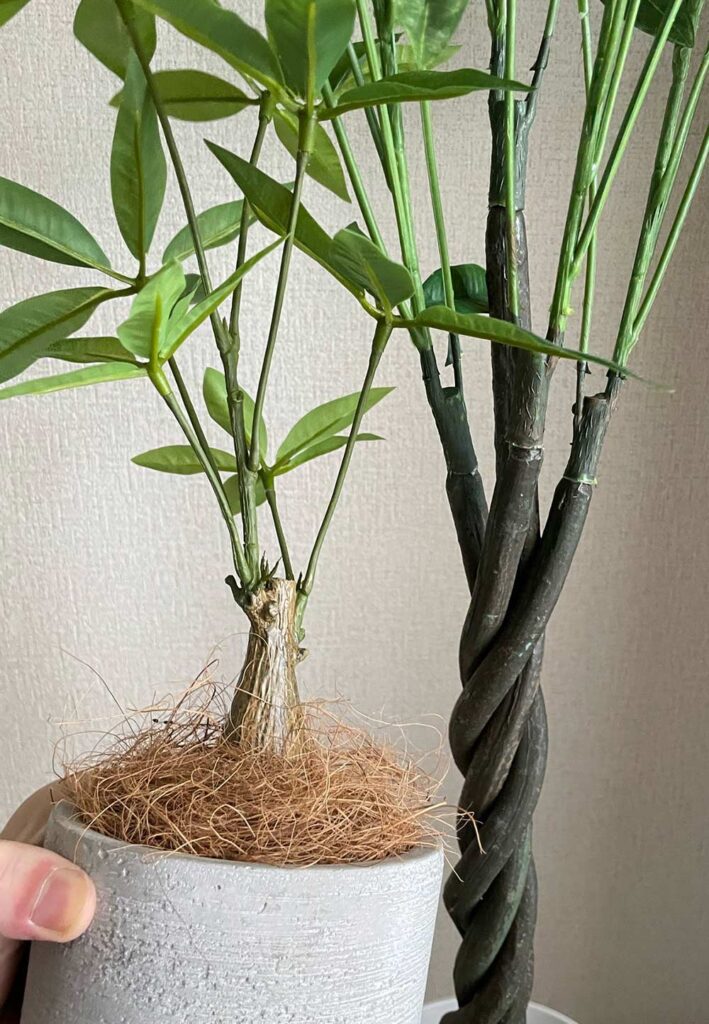 No8440 プレミアム光触媒フェイクグリーン幹をグネグネ曲げられる 「FIDDLE LEAF FIG フィドルリーフ フィグ カシワバゴムノキ高さ84cm 幅45cm 奥行55cm」 バナナリーフバスケットKG75付ギフト不可鉢カバーは取り外し可 光触媒 フェイクグリーン 造花