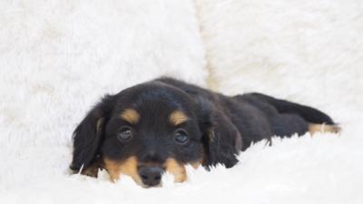 マルックス マルチーズ×ダックスフォーン の子犬を価格や特徴で探すペットショップ探すならペットミ