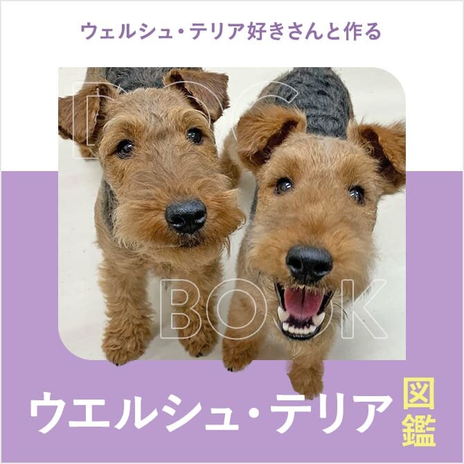 これを見ればウェルシュテリアの全部が分かる！可愛い家族を大切にする飼い主のための豆知識。愛犬とpochipochi