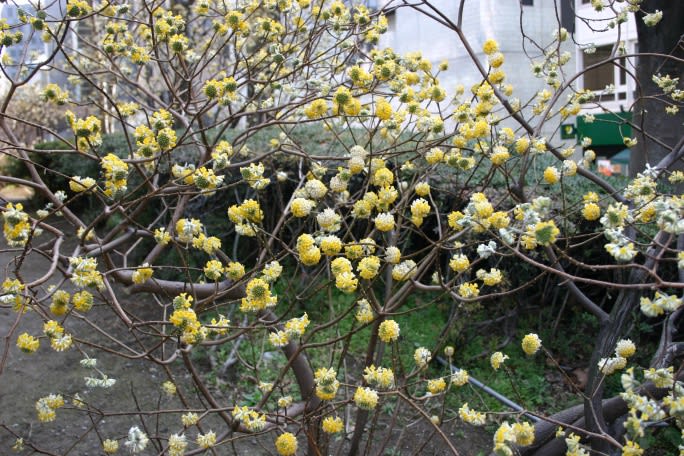 新紙幣、製造費13%高 原料のミツマタ輸入依存 調達コスト上昇、円安も影 - 日本経済新聞