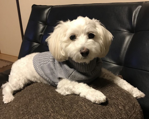 マルックス マルチーズ×ダックスフンド の子犬を探すブリーダー直販の子犬販売 みんなのブリーダー