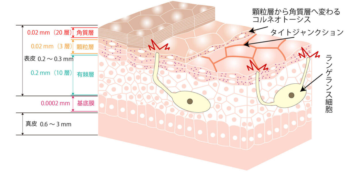 基底膜について