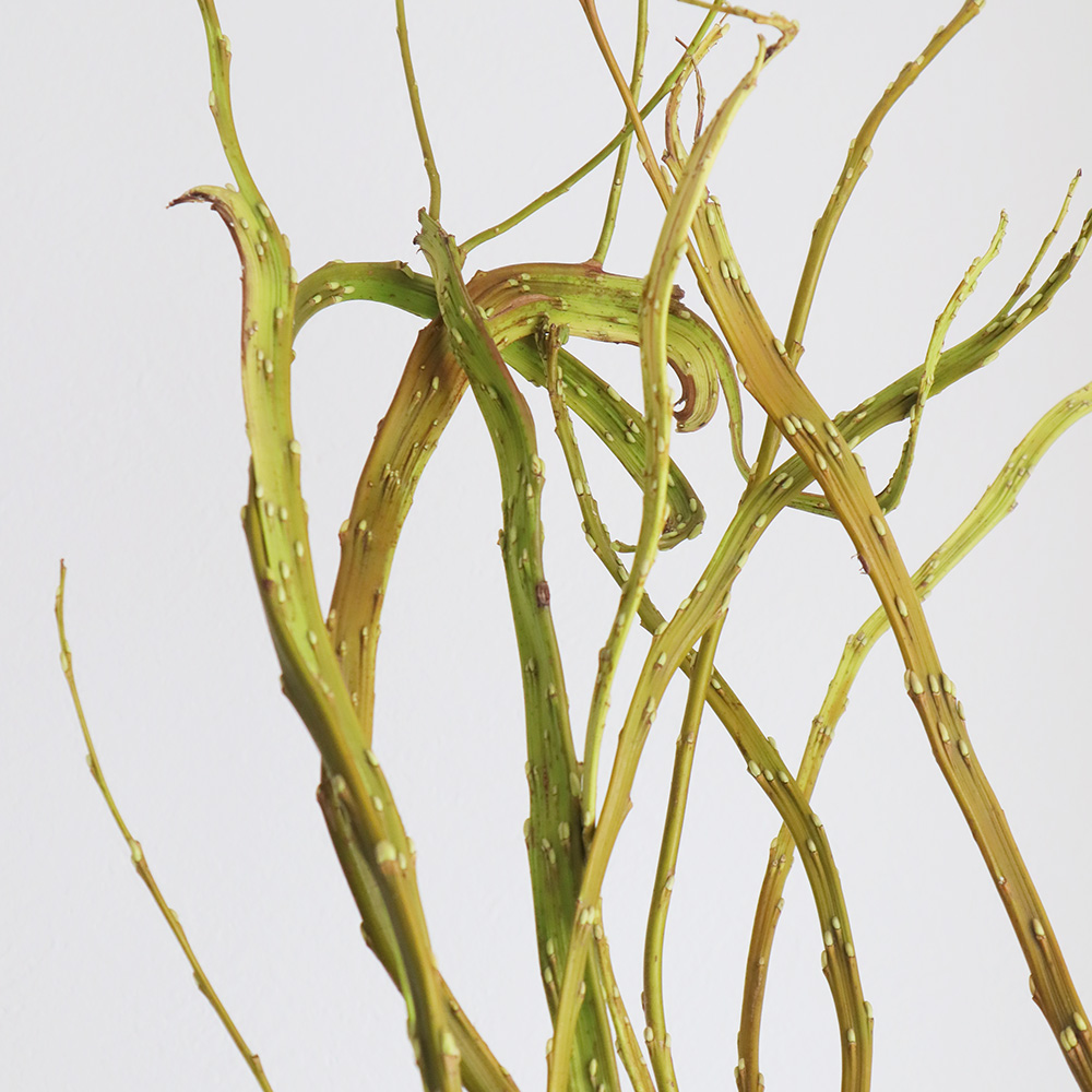 100809 やなぎ枝 正月飾り 飾り 装飾 ディスプレイ 販売 通販