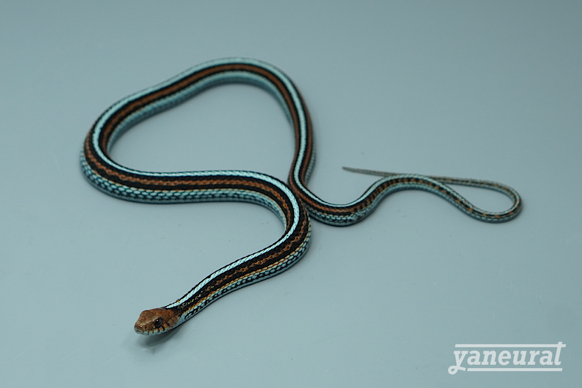 価格の安いチェッカーガータースネーク アルビノアクア＆ペット かねだい