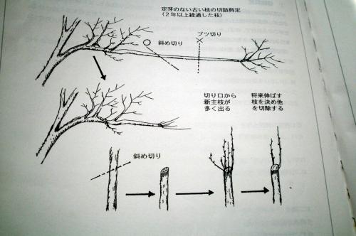 野菜の切り方 〜斜め切り〜デリッシュキッチン